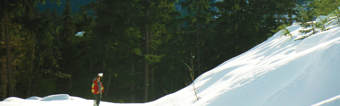 Brinkman-Forests-Aboutus-Image-AboutPage.jpg